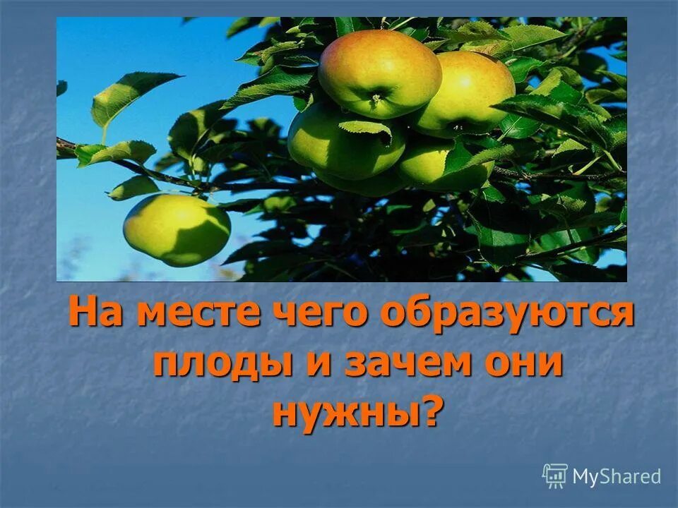 Почему плоды образуются. Для чего нужен плод растению. Тема урока плоды. Зачем нужны плоды растениям. Зачем нужен плод с семенами.