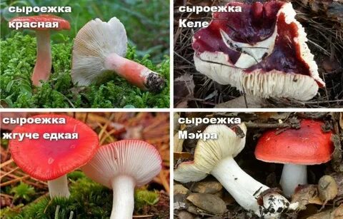 Ложные сыроежки фото и описание