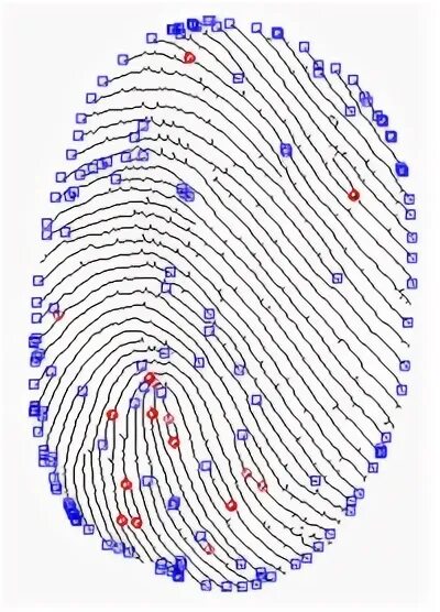 Сколько держится отпечаток. Алгоритм особых точек отпечаток пальца. Идентификация по отпечатку Графика.