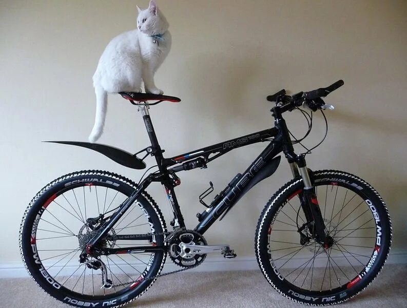 Cat bike. Кошачий велосипед. Кот на Велике. Котенок на велосипеде. Велосипед Koshka.