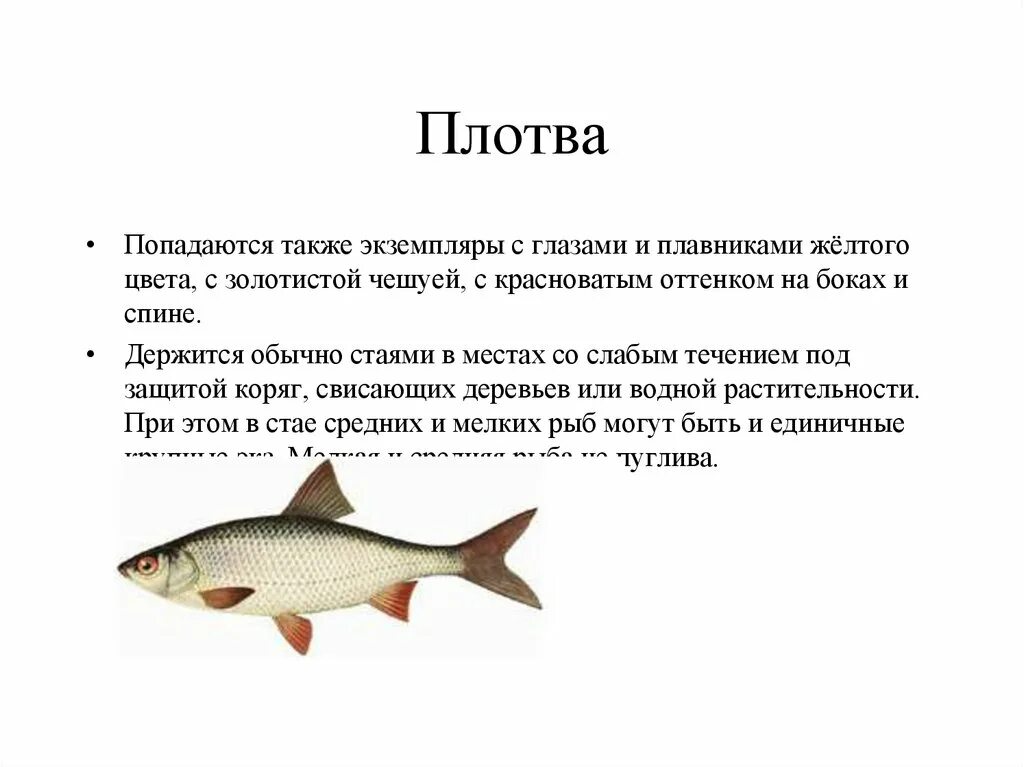 Плотва описание рыбы. Плотва описание для детей. Доклад про плотву. Сообщение о плотве.