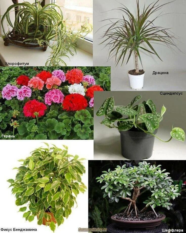 Рейтинг комнатных растений. Фикус Бенджамина хлорофитум. Хлорофитум герань. Название домашних цветов. Неприхотливые цветущие комнатные растения.