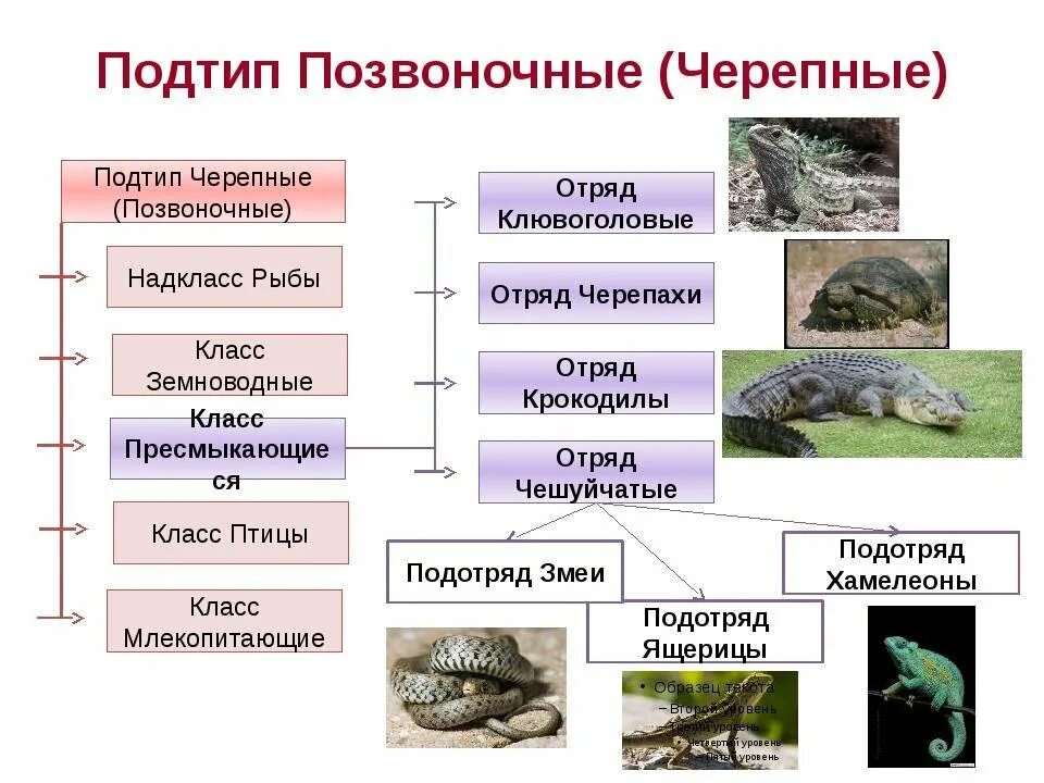 Укажите группы позвоночных животных. Тип ходовые Подтип чехепные. Под Тип Черепные позвоночные представители. Тип Хордовые Подтип Черепные, или позвоночные. Подтип позвоночные Черепные животные.