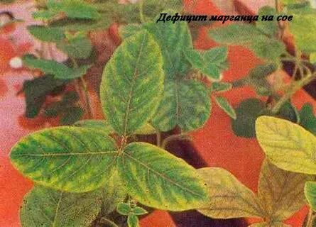 Недостаток марганца