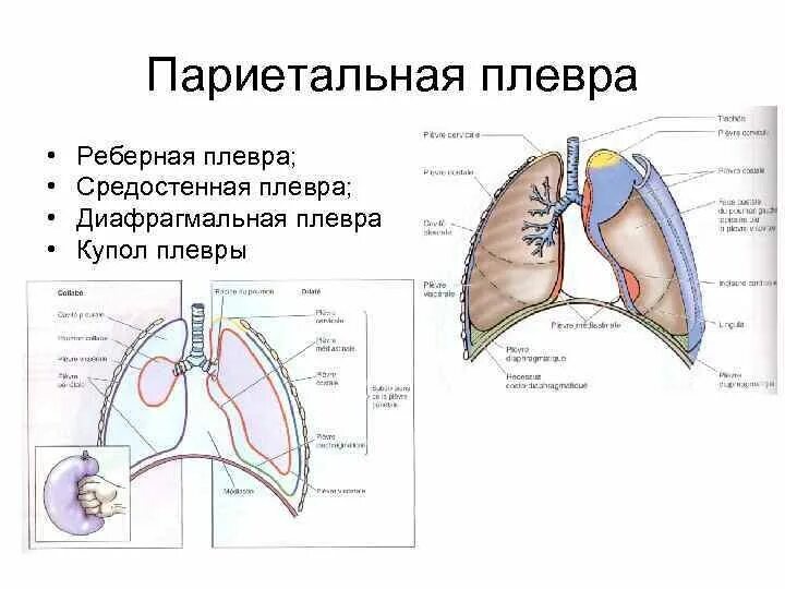 Синус слева. Реберная диафрагмальная средостенная плевра. париетальная плевра легких. синусы плевральной полости схема. плевральные синусы схема.