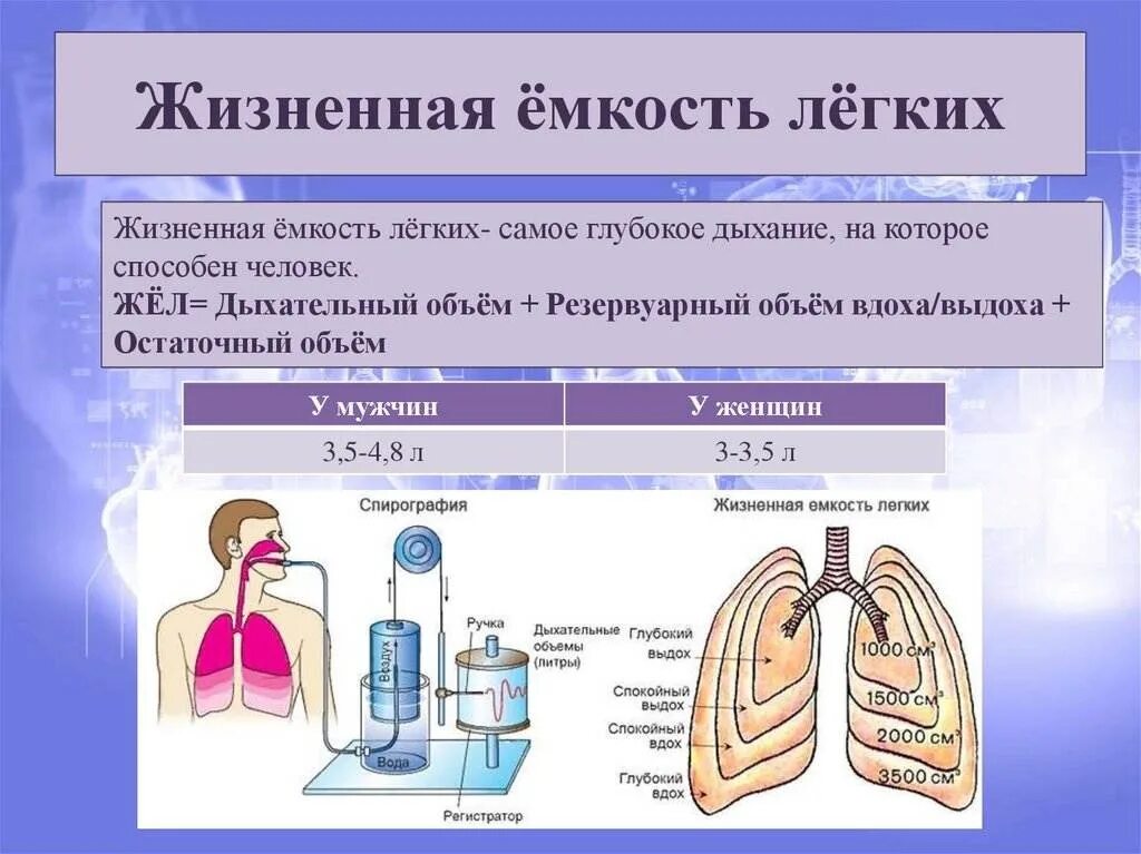 Что такое жел. Жизненная емкость легких жел это. что такое жищненная ёмкость лёгких. жизненная ёмкость лугких. жизненная ёмкость лёгких (жел) – это:.