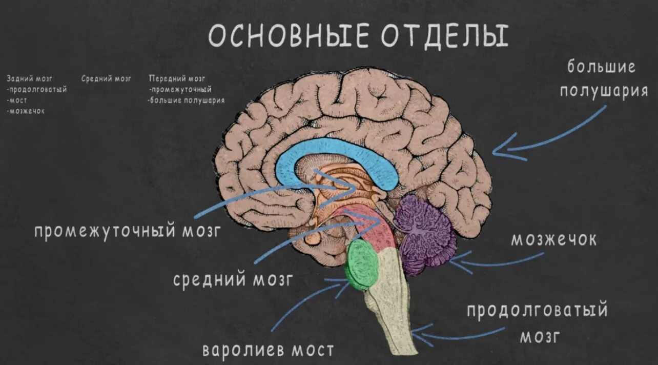 5 головного мозга. Основные отделы головного мозга на продольном срезе. головной мозг строение отделы анатомия. структура мозга человека и функции его отделов. строение головного мозга 5 отделов.