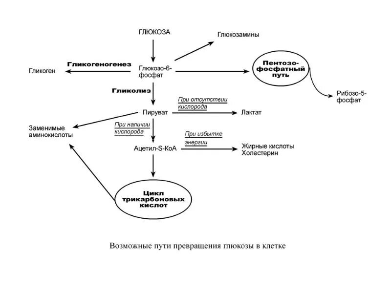 Общая схема метаболизма углеводов. Общая схема метаболизма Глюкозы в клетках.. Пути превращения Глюкозы в организме схема. Схема превращения Глюкозы в жиры. Реакция организма на глюкозу