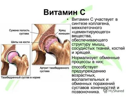 Питание хряща