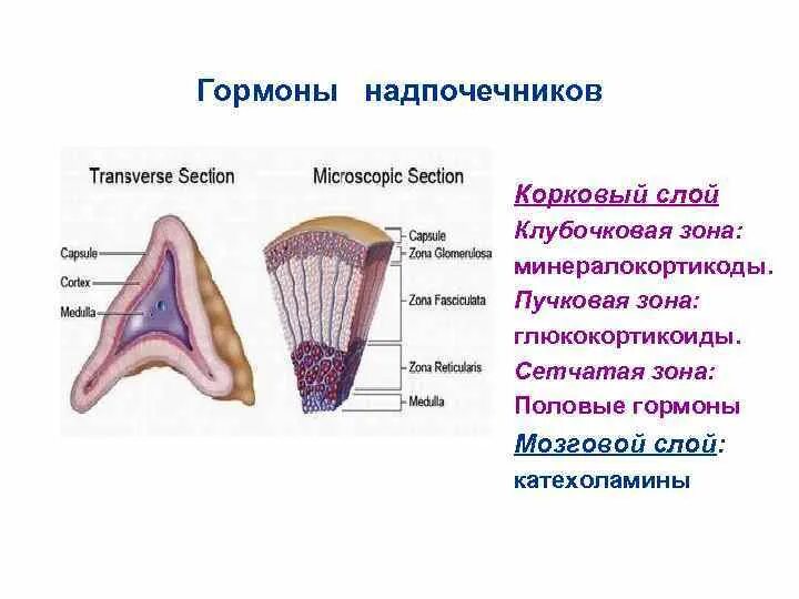 Сетчатая зона. Корковое вещество надпочечников пучковая зона. Клубочковая сетчатая и пучковая гормоны. Зоны коркового вещества надпочечников и гормоны. Сетчатая зона надпочечников гистология.