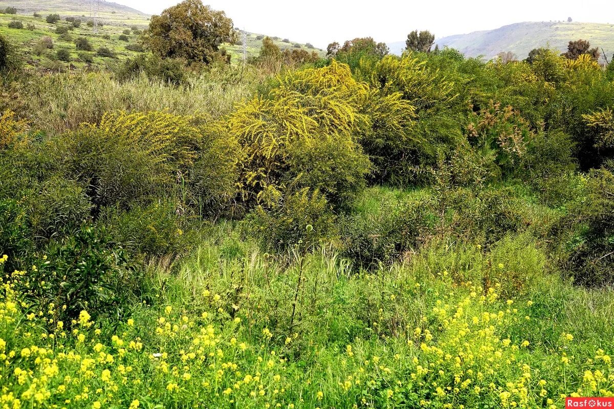пустыни австралии скрэб. заросли скрэба. заросли колючих кустарников. пустыни австралии скрэб. скрэб заросли колючего кустарника.