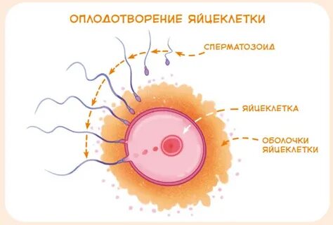 Жатақханадағы жалаңаш қыздардың суреттері
