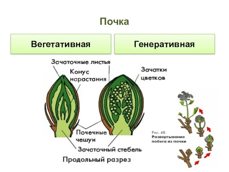 Строение вегетативной почки растения. Вегетативная почка и генеративная почка. Вегетативная точка биология. Строение генеративной почки растения. Рассмотрите изображение генеративной почки