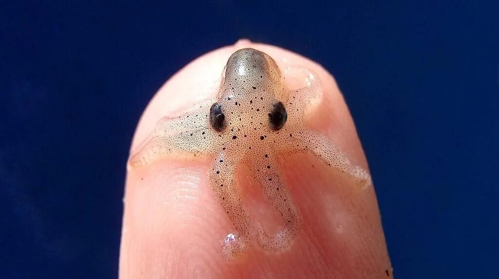 козявка из носа под микроскопом. козюля под микроскопом. самый маленький моллюск. козявки под микроскопом. козявки в носу под микроскопом.