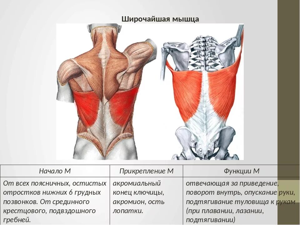 Поясница какие мышцы. Функция широчайшей мышцы спины. Широчайшая мышца спины прикрепление спереди. Широчайшая мышца крепление спереди. Широчайшие мышцы спереди анатомия.