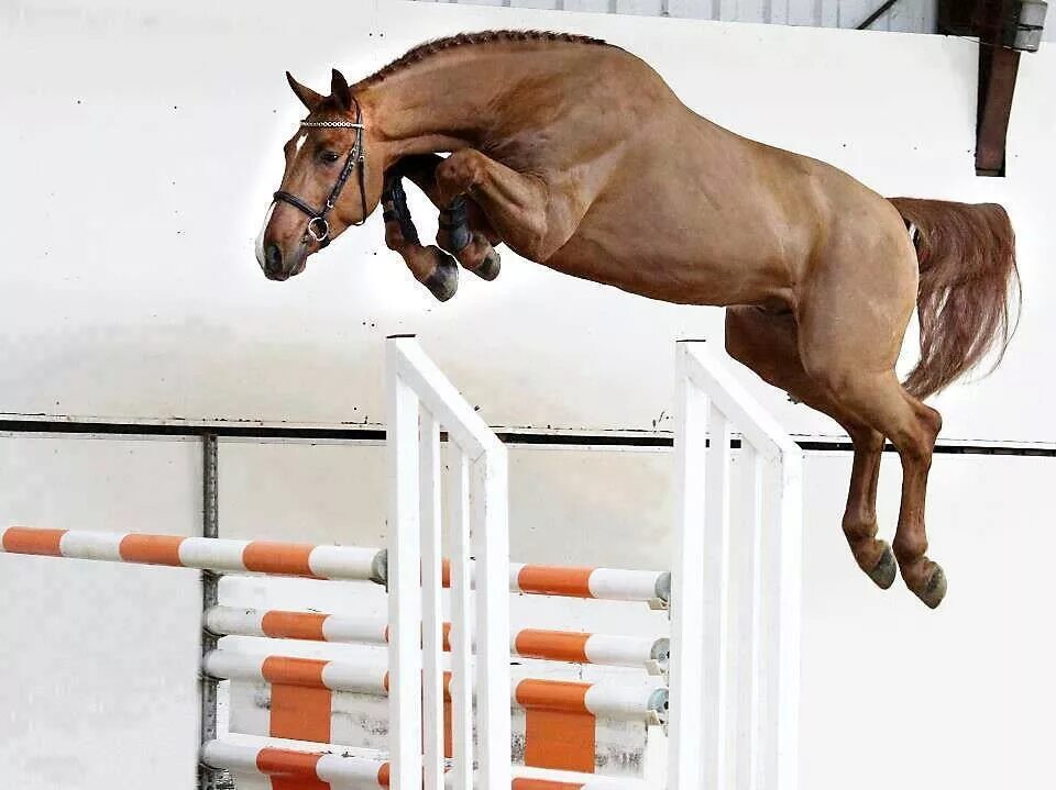 Лошадь перепрыгивает препятствие. Конкур конный спорт прыжок. Анжелика матросова. Стипль-чез конный спорт. Конкур прыжок.