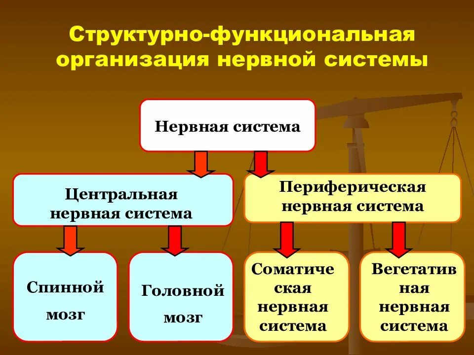 Функциональная организация движений