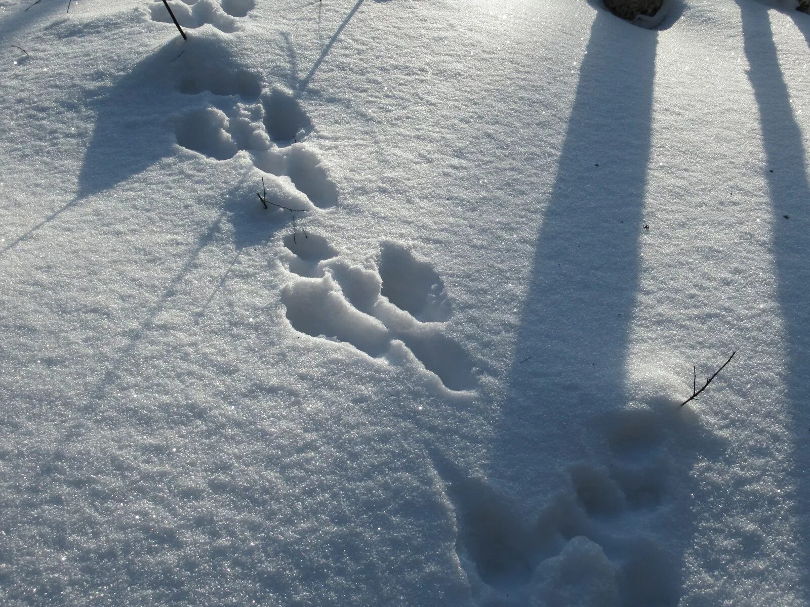 Видны заячьи следы. Следы зайца на снегу. Следы зайца беляка. Следы зайца беляка на снегу. Следы зайца зимой.