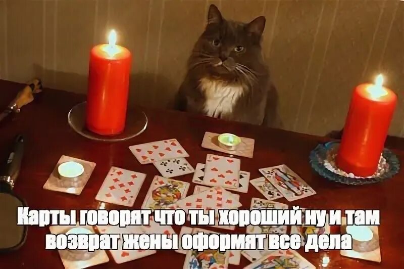 Кот гадает. Кот гадает