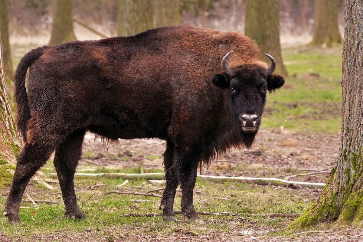 Зубр картинка. ЗУБР Bison bonasus. ЗУБР (Европейский Бизон). Бизоны в Беловежской пуще. Кавказско-Беловежский ЗУБР.