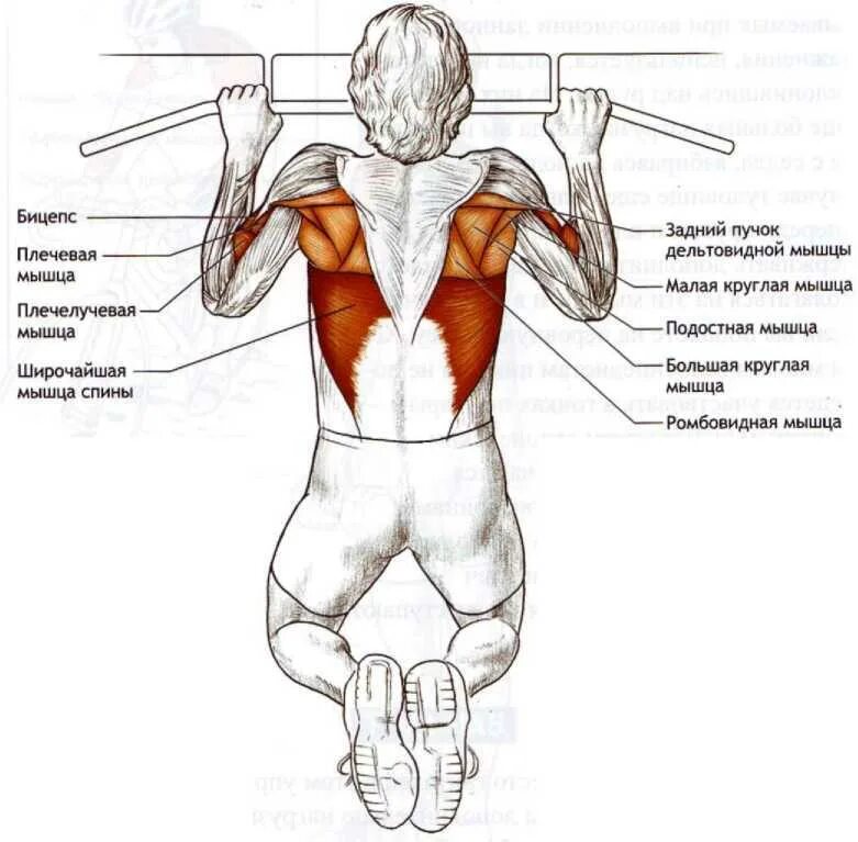 Какие мышцы самые. Мышцы которые задействованы при подтягивании на турнике. Мышцы при подтягивании на турнике разными хватами. Какие мышцы задействованы при подтягивании на турнике. Подтягивания широким хватом мышцы.
