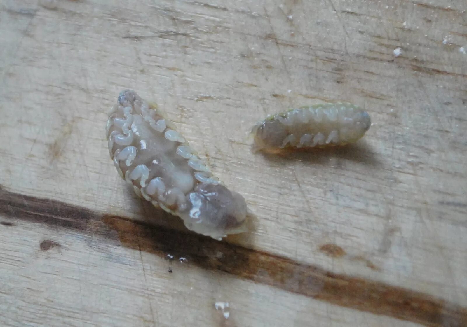 Мокрица паразит. Мокрица-паразит cymothoa exigua. личинка мокрицы.