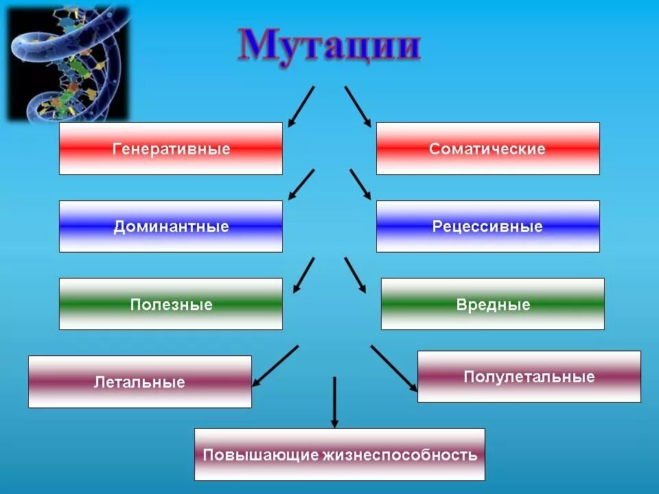 Появление рецессивных мутаций. Наследственные генеративные мутации. Соматические мутации примеры у человека. Мутационная изменчивость соматические и генеративные. Соматические и генеративные мутации примеры.