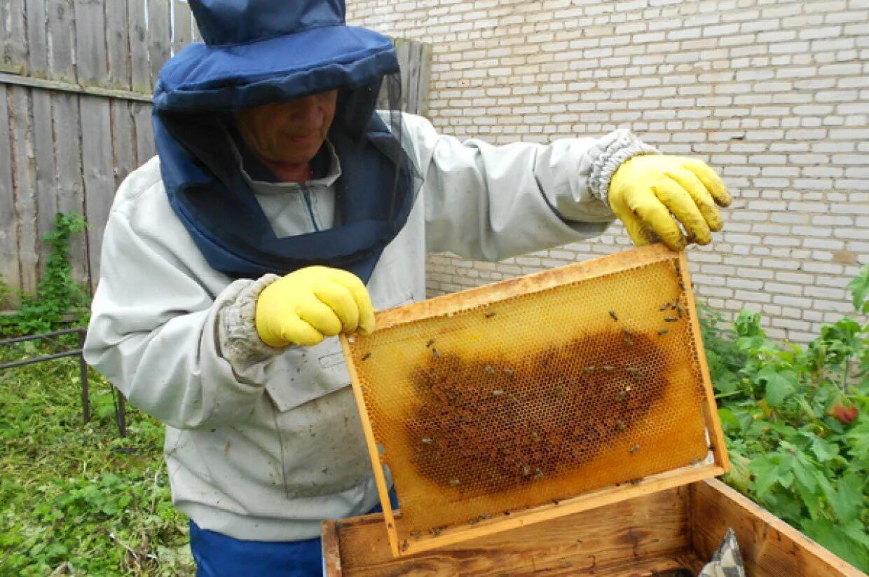 Когда выносить пчел. Куракин мед пчелопакеты. Пчелы пасека. Пчеловод на пасеке. Контрольный улей пчелосемьи.