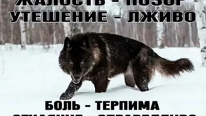 У она ничего не проси все. Волки не сдаются. Никогда не сдавайся волк. Статус про жалость к себе.