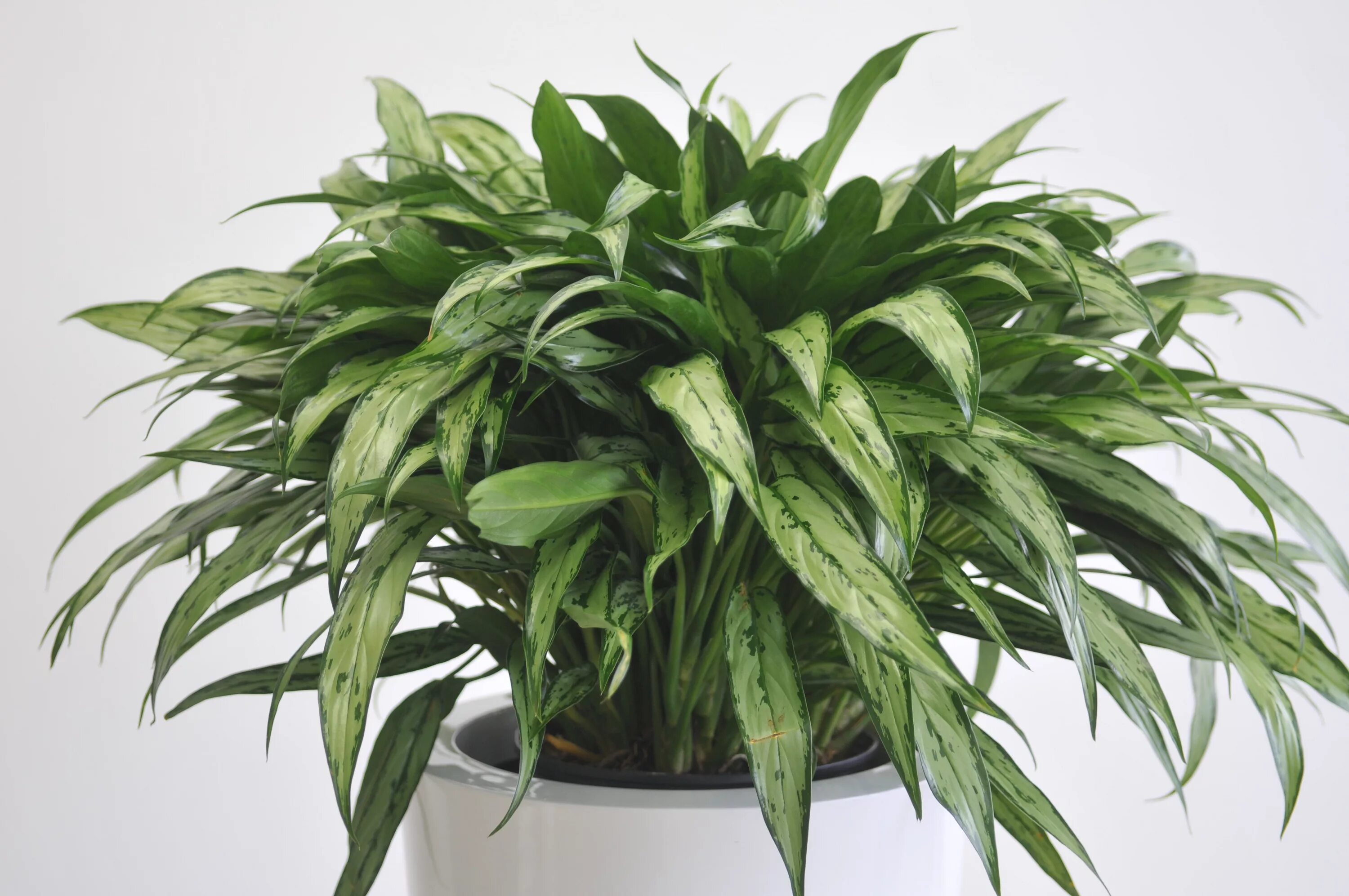 Как растет ананас. Цветок с острыми листьями. Цветок с острыми листьями. Растение с острыми длинными листьями. Панданус вейча.