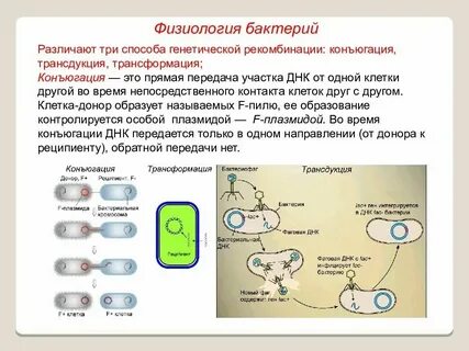 Наследственный материал бактерий представлен