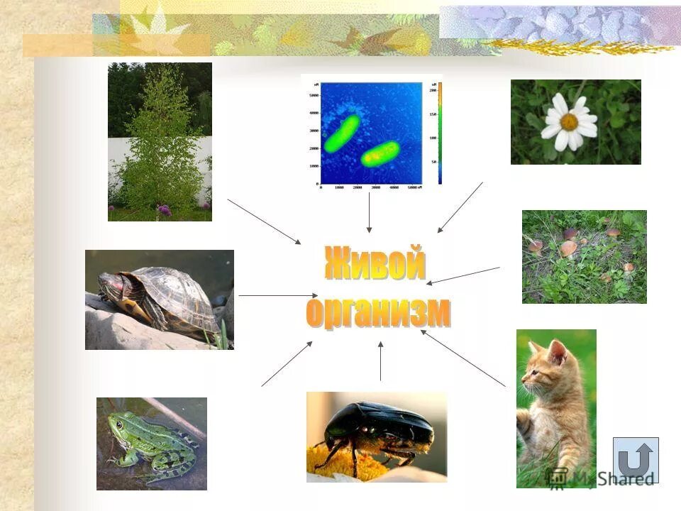 звуки живых организмов. звуки живых организмов. царство животных царство растений царство грибов царство бактерий. раздражимость у растений и животных. живая и неживая природа.