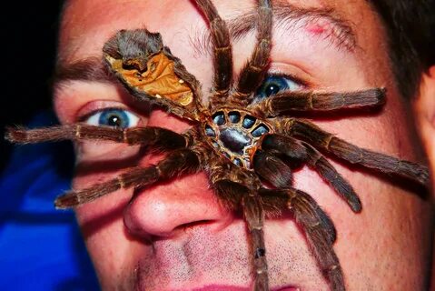 Самые страшные пауки - вся правда об арахнидах