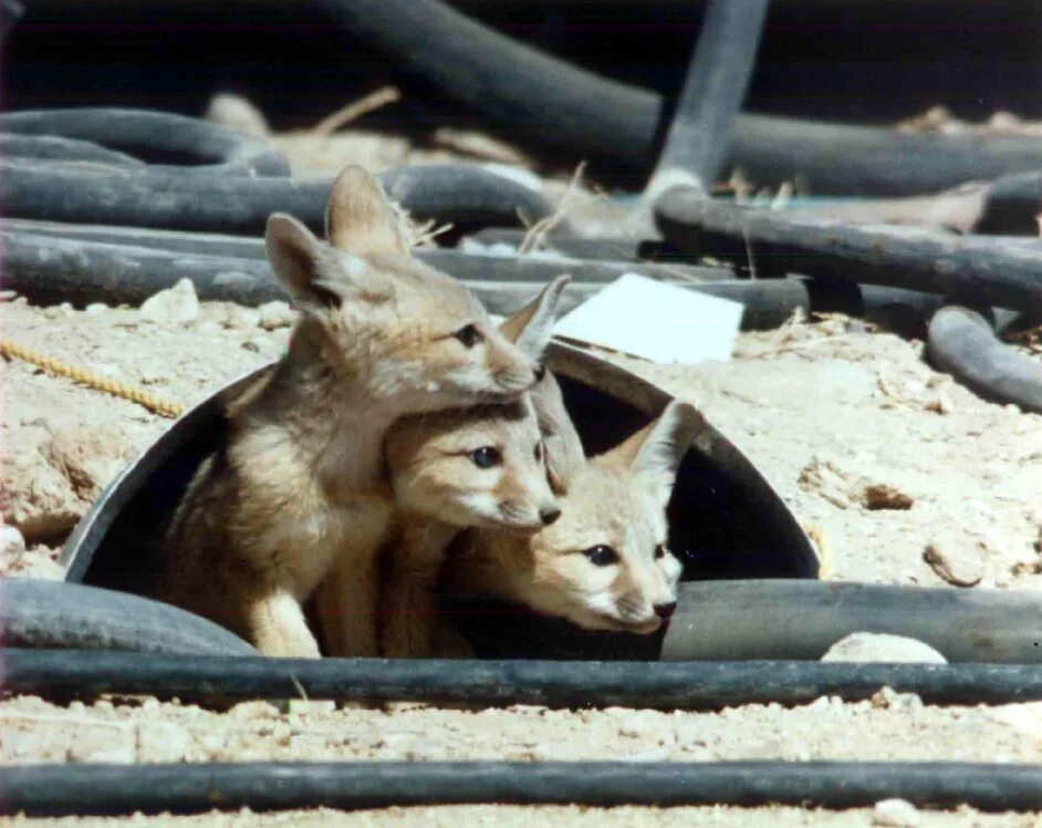 Kit fox. Китовая лиса. Кит и Лис. Кит Лис животное. Vulpes macrotis.