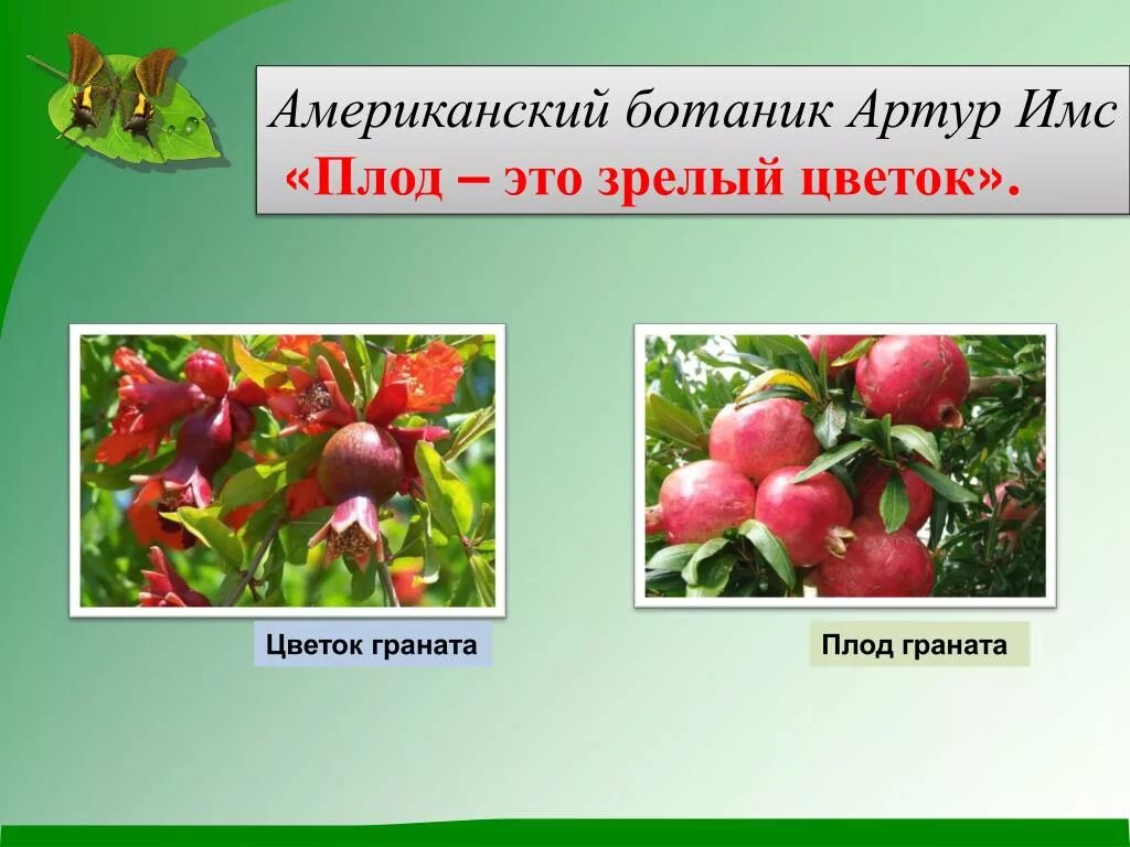 Строение плода кофе. Магнолия виргинская. Пригожему. Крушина ломкая кустарник. Зрелый плод.