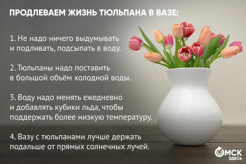 Как продлить жизнь тюльпанам в вазе. Жизнь тюльпана. чтобы тюльпаны дольше стояли в вазе.