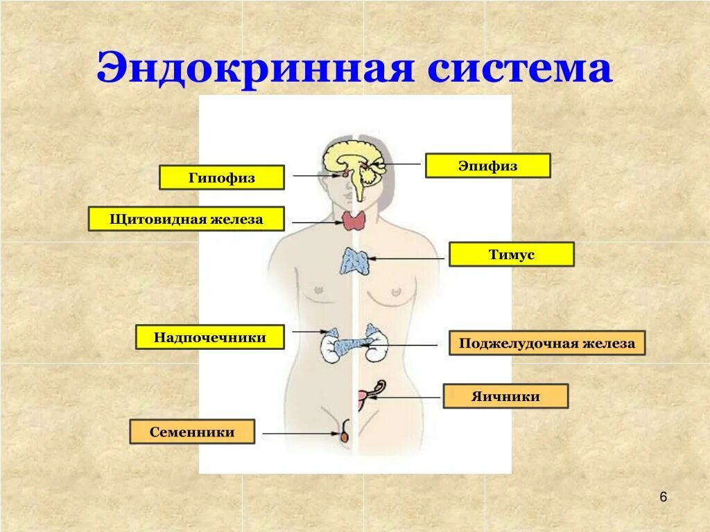 Гипофиз надпочечников. .Система желез внутренней секреции. Функции. Эндокринная система человека схема. Эндокринная система железы внутренней секреции. К эндокринной системе относятся железы.