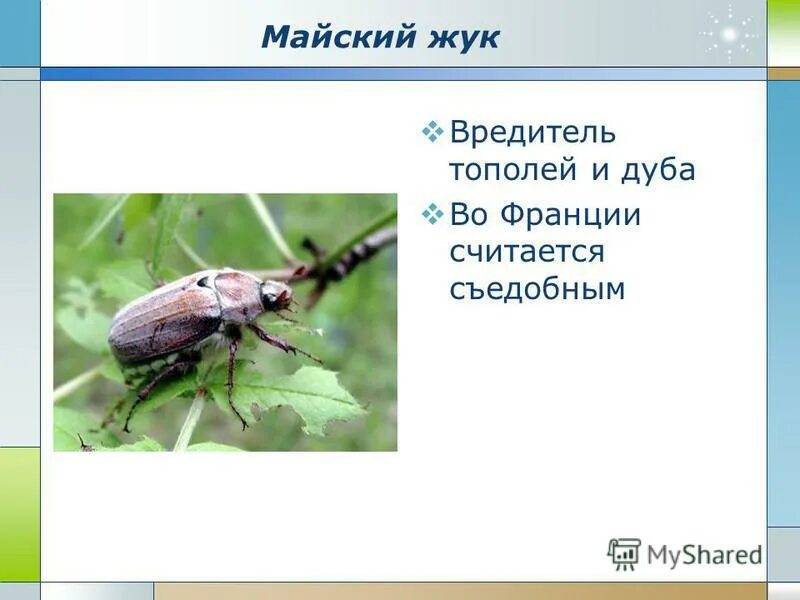 Вывод на тему насекомые вредители. Насекомые вредители сельскохозяйственных культур сообщение. Майский жук. Вредители полей. Насекомые вредители биология 7 класс.