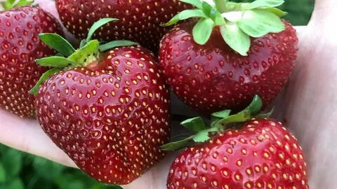 Клубника царица описание сорта отзывы садоводов урожайность