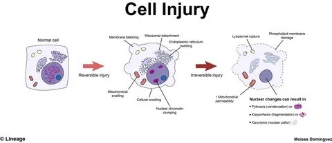 The second of cells