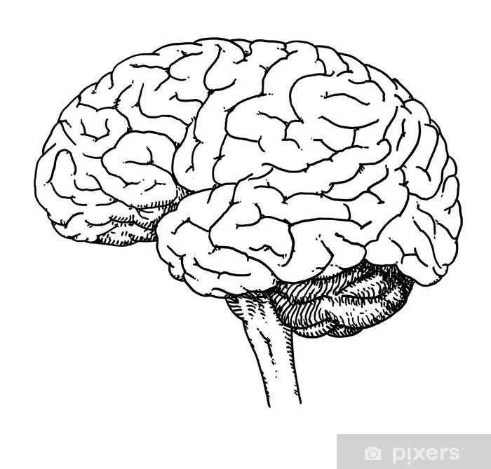 Рисунок мозга биология 8 класс. Головной мозг чёрно белый. Мозг схематически. Схематичный рисунок мозга. Мозг чб.