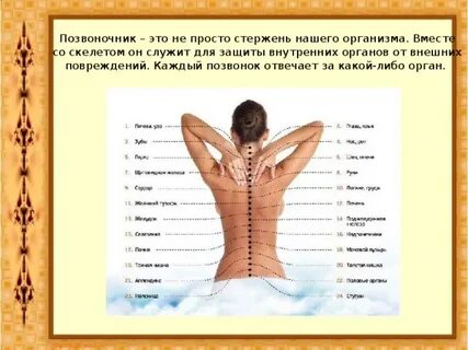 Позвонки отвечающие за органы