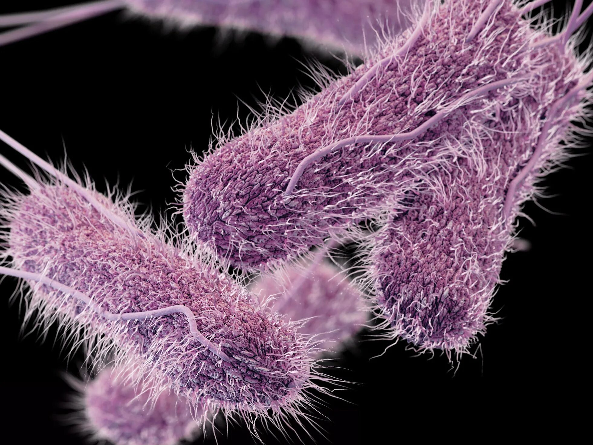 Salmonella enterica. Брюшной тиф возбудитель бактерия. Сальмонелла enterica.