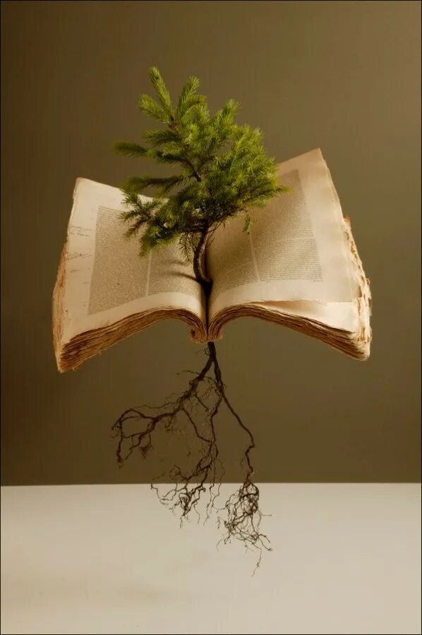 Дающее дерево книга. Дерево с книгами. Книга для…. Книжка из дерева. Дерево с книжками.