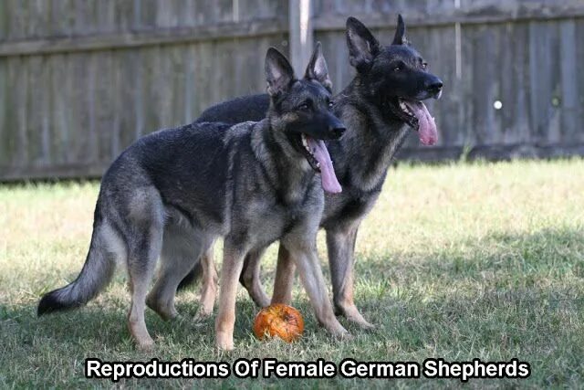 Female german shepherd dog with three puppies #germanshepherd (With images) Germ