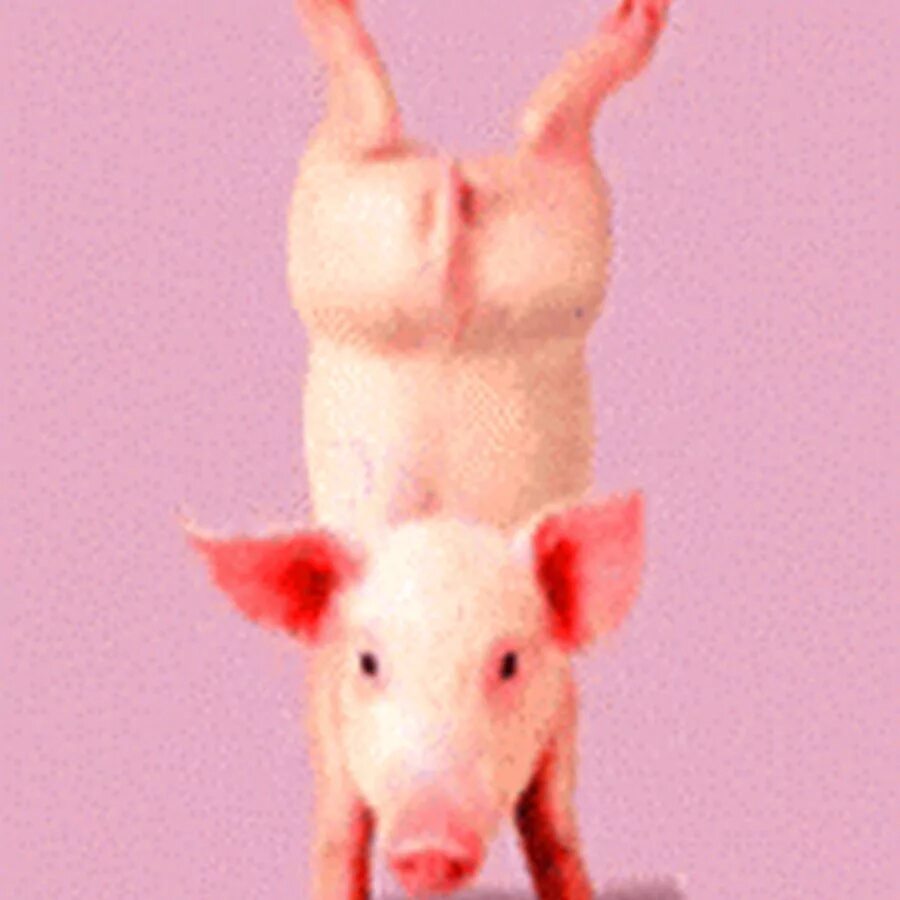 Прыгающая свинка. Поросенок. Свинья. Свинка танцует. Свинья танцует.