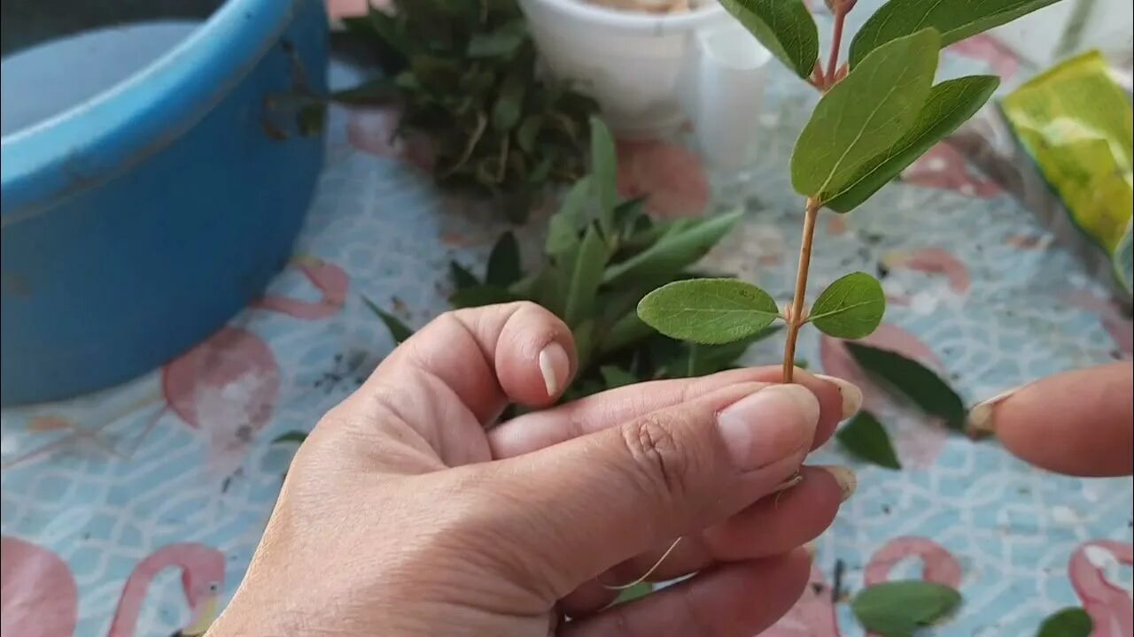 Как размножить жимолость от куста весной видео. Черенковать жимолость. черенки жимолости. жимолость каприфоль черенкование. черенковать весной жимолость.