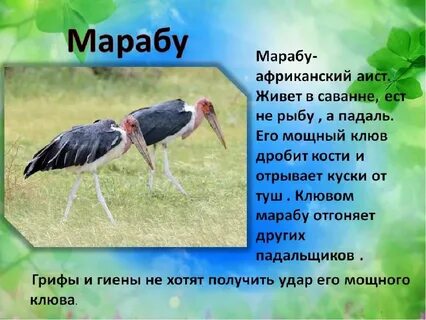 Марабу какой род