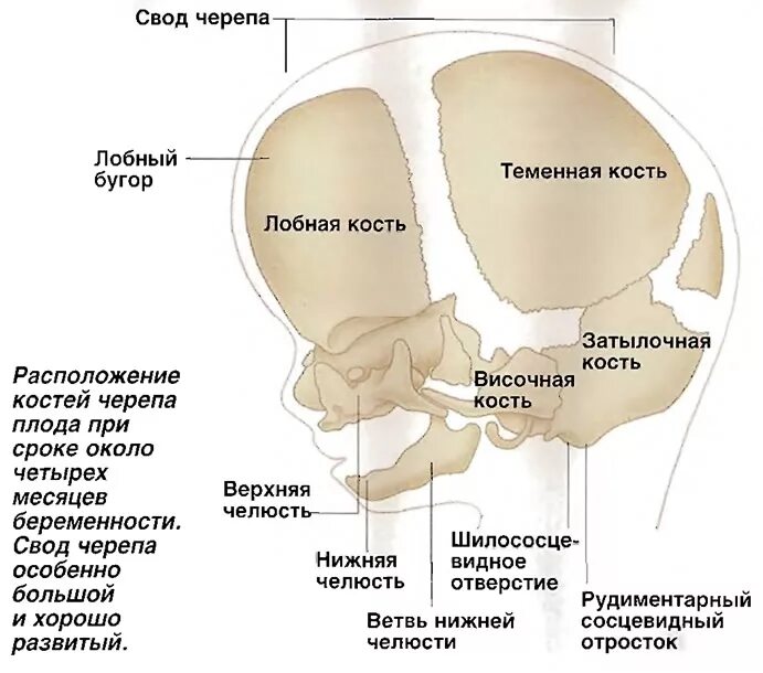 I. Правила словесного описания внешнего облика человека