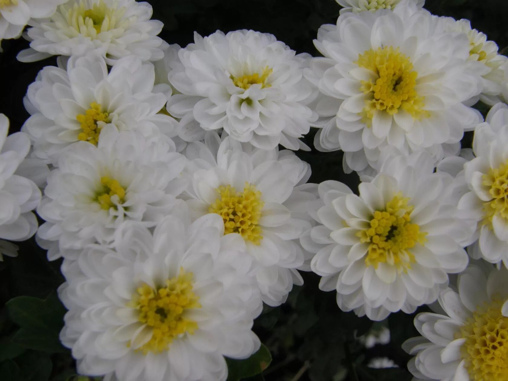 Хризантема мультифлора эльф белый. Хризантема мультифлора эльф еллоу. Хризантема мультифлора эльф вайт. Хризантема мультифлора elfie white. Мультифлора эльф уайт.